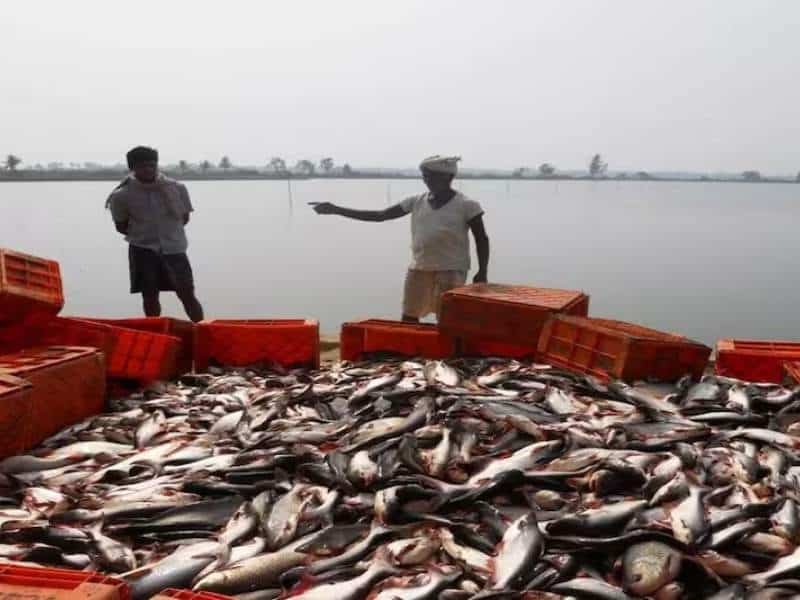 मछली पालन से गांव में पैसे कैसे कमाए